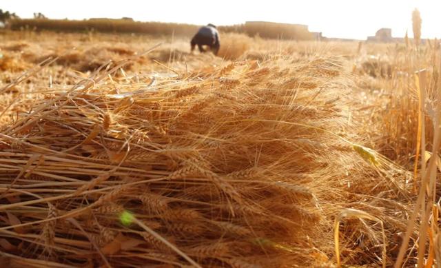 跟着“小调”回家