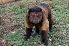 合肥“大壮”丑出圈引众人一睹“方容” 园方呼吁：文明游园，勿拍打玻璃图片