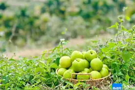 新春走基层 | 枣界“超级明星”落户琼中图片