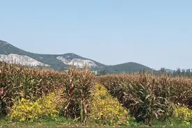 江苏徐州大力推动大豆玉米带状复合种植——良法良种配良田 稳粮增豆提产能图片