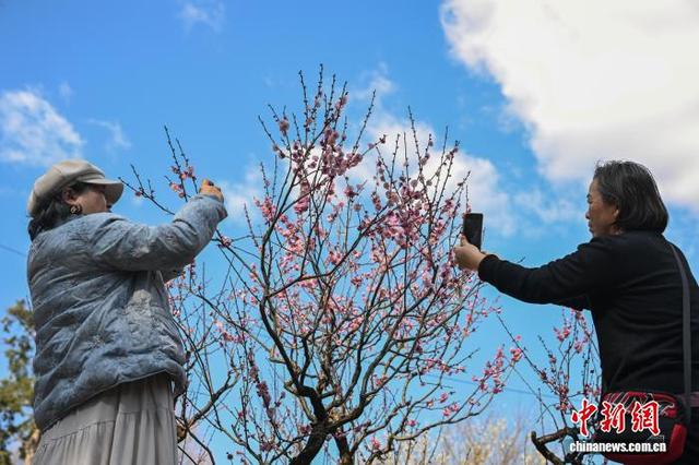 昆明黑龙潭公园梅花次第开放 游客共赴冬日“梅”景