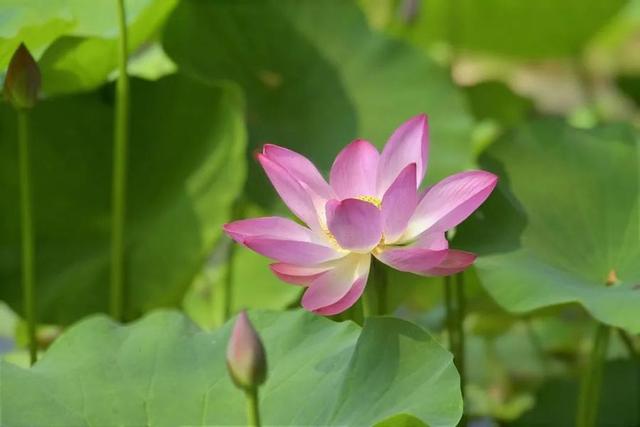 重磅消息！免票！滕州微山湖红荷湿地面向山东省内游客免门票啦