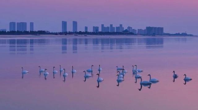 南海新区：碧海旭日天鹅舞