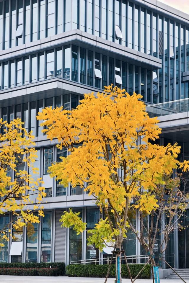 葛店这条“黄金大道”再不看就晚了！