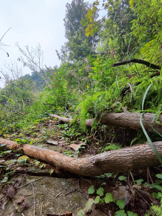 游天台山日记 + 椒江西山小行记