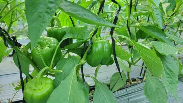 解锁“美拉德”色系！东平的秋天是懂氛围感的