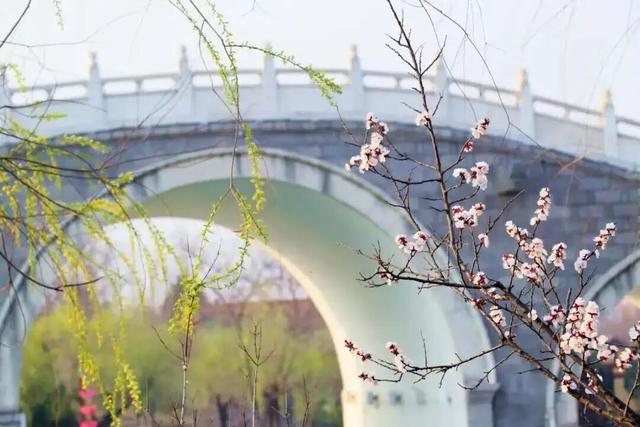 老家河南邀你赴一场春日盛宴！