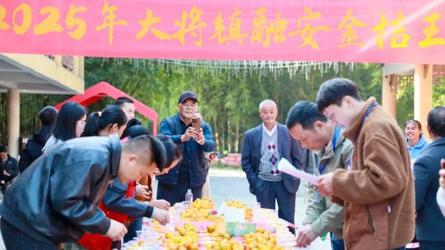 C位出道！大将镇金桔王新鲜出炉！