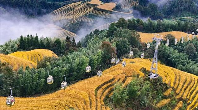 2025年龙脊梯田景区大寨稻谷收割时间表来了！