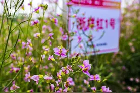 137个新品种亮相 长江下游的油菜大会今日召开图片