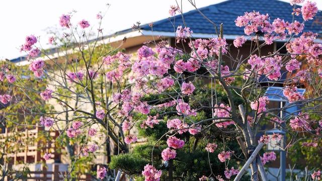 赏花撸萌宠、水果采摘、围炉煮茶……来珠海这里跨年，太精彩！