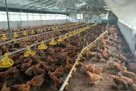 打造乡村振兴“新名片”！嵩明牛栏江镇集体经济跑出加速度图片