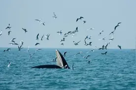 来浪漫北部湾，看“海鸟跟鱼相爱” | “提前到广西过五一”北海 防城港 钦州定制线路图片