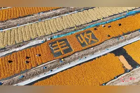 秋分至 好“丰”景图片