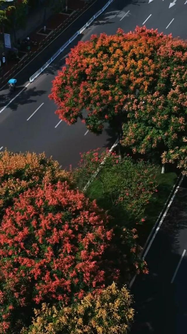 我说“仁寿秋天那么美”，栾树：是的