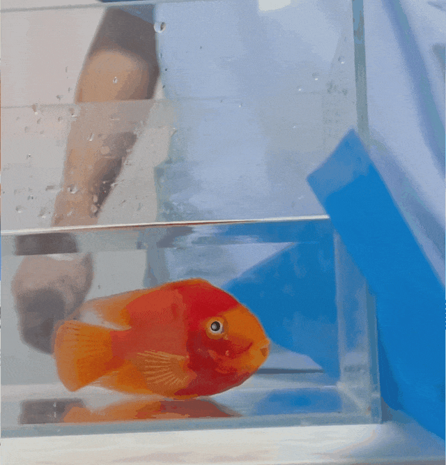 女子用胶水给受伤的蝴蝶粘上新翅膀，仅用5分钟，蝴蝶重返天空