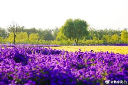 北京海淀这里，“藏”着一片紫色花海！