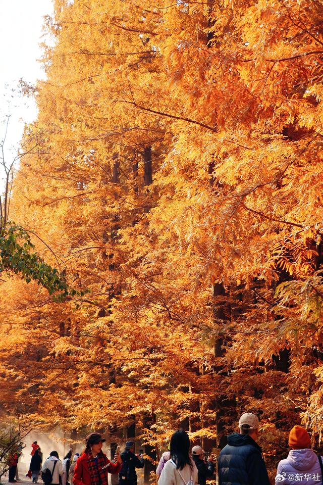 收藏！秋天是写在古都的诗篇