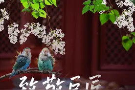 2024年度西城区历史文化名城保护十大优秀案例丨法源寺百年丁香诗会：赴一场跨越时空的文化之约图片