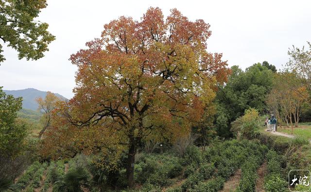 安徽黟县：斑斓塔川惹人醉