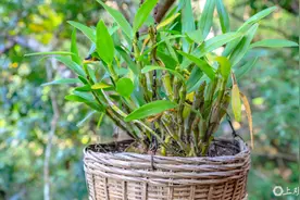 广南县：山村变“仙境”，“仙草”富一方图片