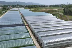 梁平将改造升级556个单体蔬菜大棚 助力经营者年收入增长图片