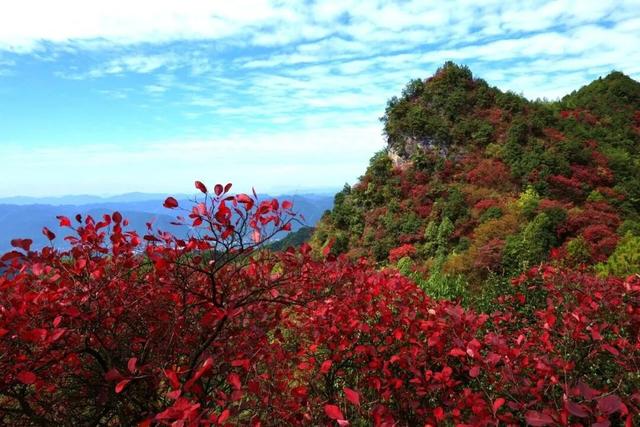 重庆秋色“天花板”火了！最快1小时飚拢！