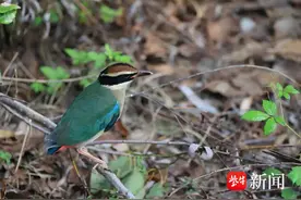 “鸟中仙女”仙八色鸫现身苏州同里国家湿地公园图片
