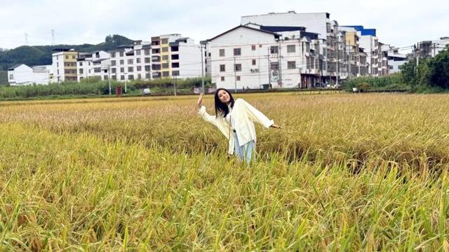 随手拍出电影感！良庆这片金色稻田，美到犯规！