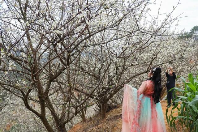 又被信宜美到了！青梅如雪，花期只有1个月