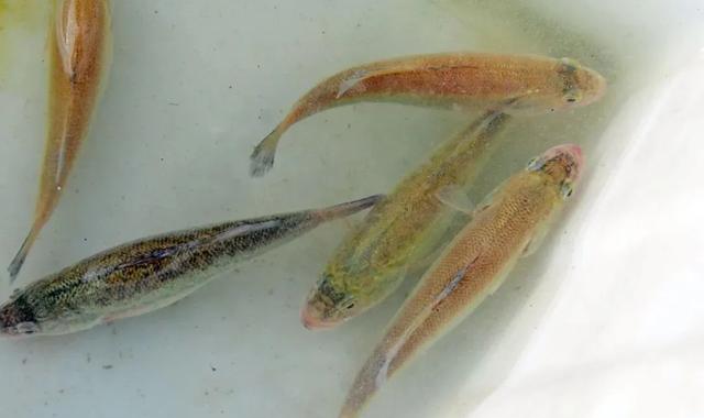 央视大片《珠江》里的花都⑤：山水滋养的田园至味