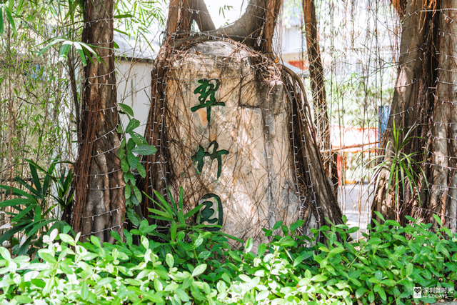 一条荔园路，多少蛇口人的前半生