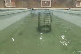 投资上百万，大学生情侣返乡跨界养海马图片