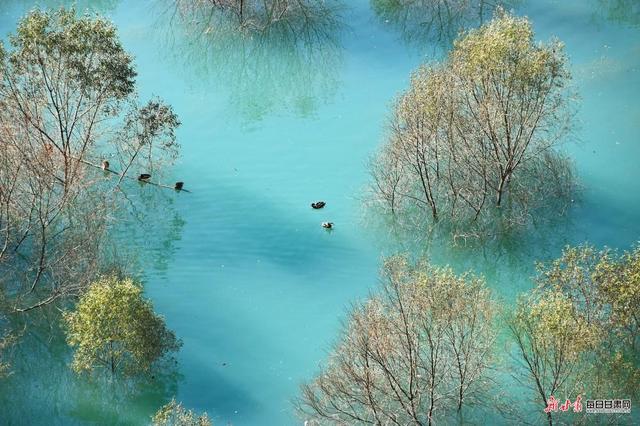 白水江遇白龙江 文县初冬藏着最动人的江河秘境