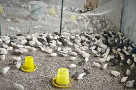 芦丁东南飞——世界最小鸡“于归”潍坊安丘安家记图片