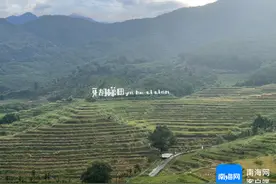 五指山牙胡梯田晚稻丰收图片