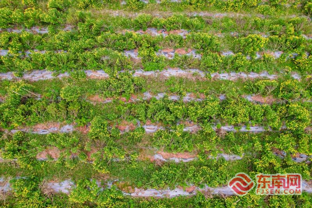 康养明溪主题活动日：秋风菊韵引客来 侨乡康养生活正相宜