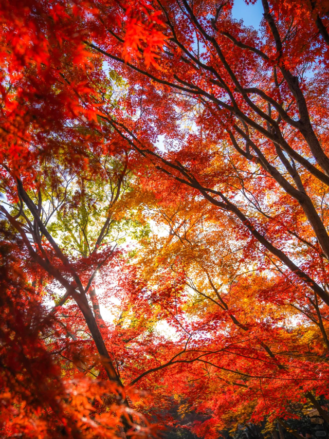 上海赏枫天花板！这座古典园林红叶浓度超标→