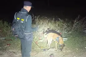 4姐弟离家出走失踪，警犬连夜搜寻立大功，凌晨发现他们在芦苇丛里睡觉图片