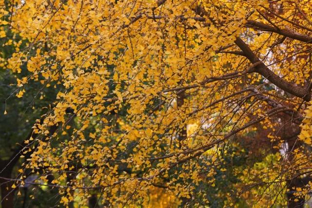 闵行这棵“百年古树”正值颜值巅峰！走，一起去打卡