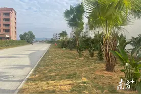 茂名滨海新区：“引擎+”模式释放乡村绿化新动能图片