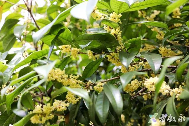 速来打卡！叙永桂花“限定返场”，这份秋日惊喜只为你！