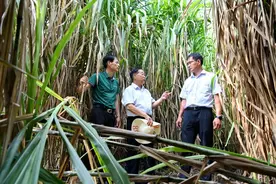 党旗在基层一线高高飘扬丨菌草技术发明人林占熺：种下一棵“幸福草”图片