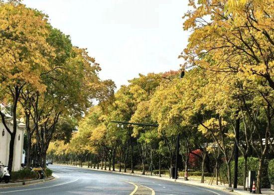 秋色浓度已拉满，申城街头 “赤橙黄绿交响曲”