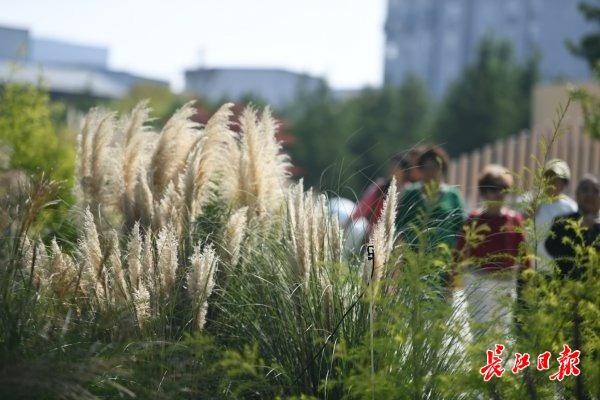 野草“织”成美景，常青公园这座野趣花园火了
