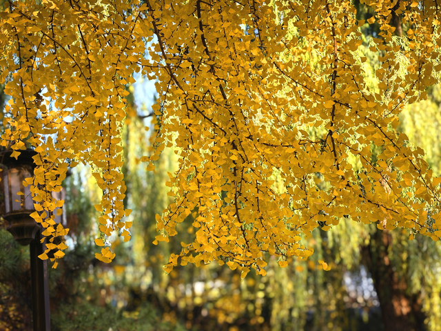 有一种美，叫“地坛的秋”