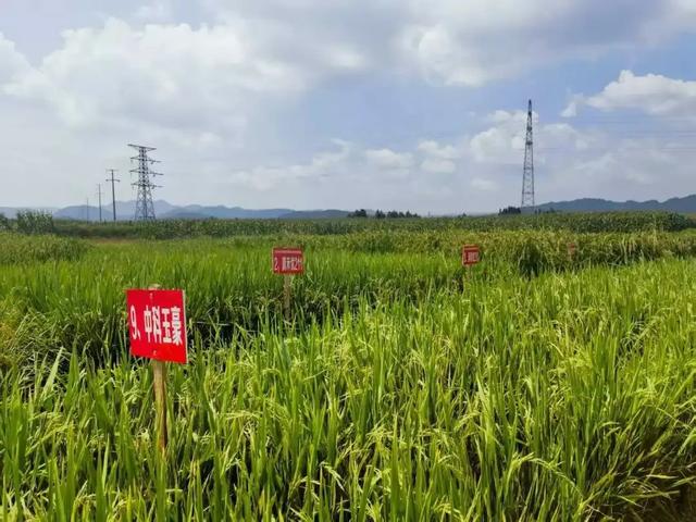 曲靖旅居，也太“香”了吧！城里赶集+夜市狂欢+19.7℃夏天=完美！