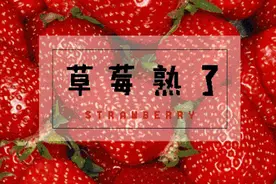 草莓控必看！綦江草莓采摘攻略→图片