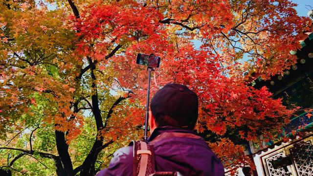 当香山红叶节邂逅重阳节，三条“银发路线”暖心上线