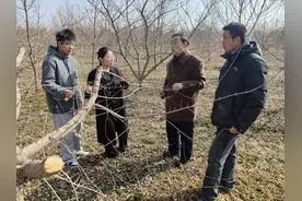 陕西扶风：广种元宝枫，把“健康油”装进“中国碗”图片